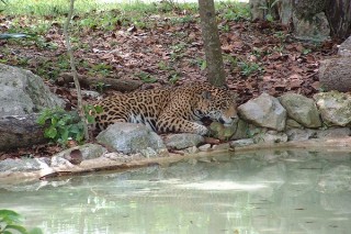 Un jaguar Un jaguar