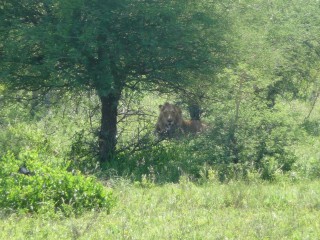 Un lion dans les bosquets
