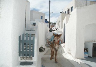 Un muletier Un muletier