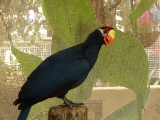 Un oiseau au bec très coloré !