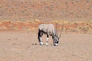 Un oryx