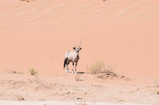 Un oryx au milieu des dunes Un oryx au milieu des dunes