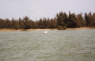 Un pélican 