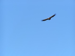 Un rapace