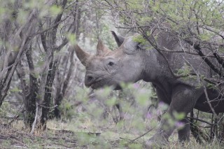 Un rhino