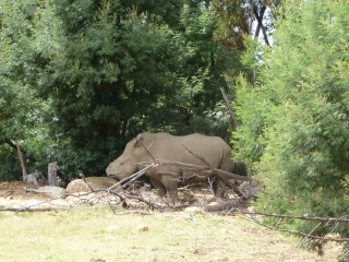 Un rhinocéros malheureux (2/3)