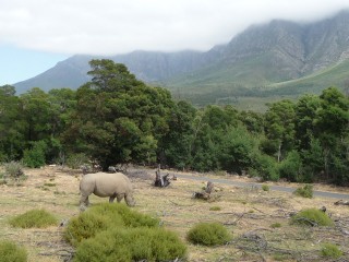 Un rhinocéros malheureux (1/3)