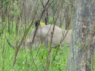 Un rhinocéros blanc bien camouflé