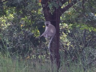 Un singe au bord de la route