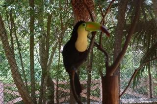 Un toucan Un toucan