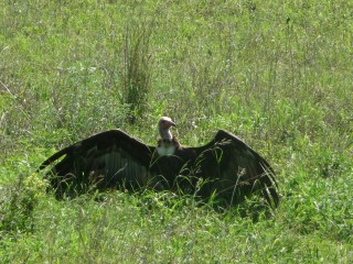 Un vautour