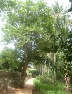 Une allée du parc