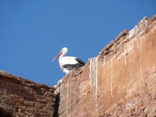 Une cigogne