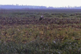 Une cigogne dans la plaine