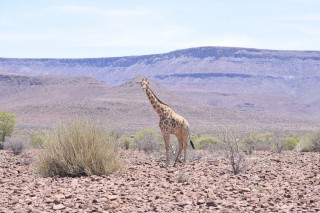 Une girafe