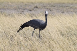 Une grue