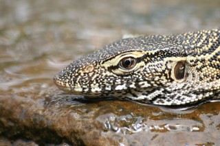 VARAN