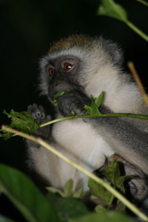 VERVET
