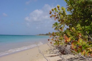 Végétation sur la plage des Salines