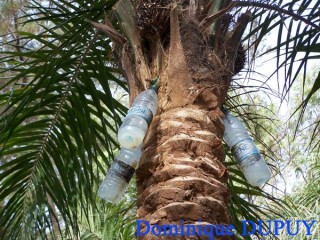 Vin de Palme