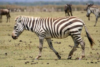 ZEBRE