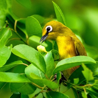 Zostérops de Mayotte