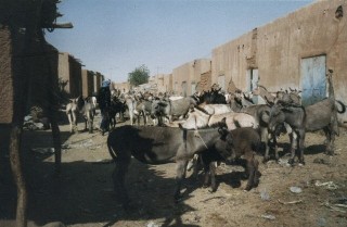Les ânes porteurs