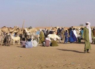 Les dromadaires et les ânes en vente au marché