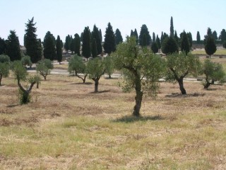 Photo de la cité romaine d'Italica près de... Photo de la cité romaine d'Italica près de...