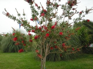 Arbre rouge