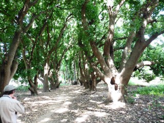 Belle allée vers Fabégoudou