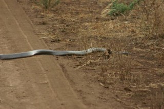 Black mamba