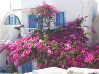 Bougainvilliers