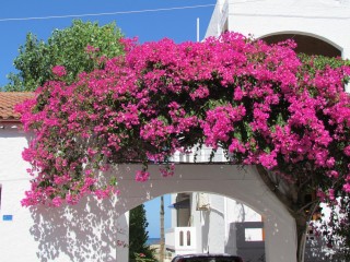 Bougainvilliers