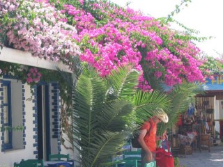 Bougainvilliers