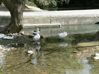 Canards