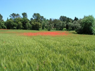 Ullastret : vue d'un champ de blé avec...