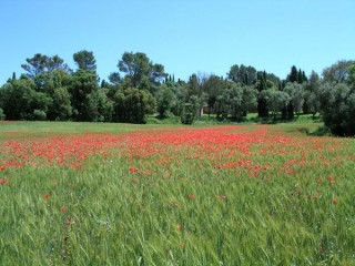 Ullastret : vue d'un champ de blé avec...
