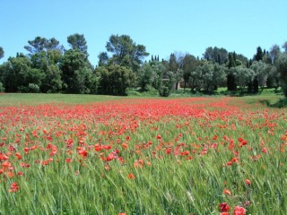 Ullastret : vue d'un champ de blé avec...