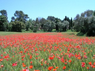 Ullastret : vue d'un champ de blé avec...