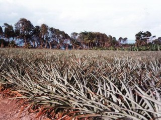 Champ d'ananas