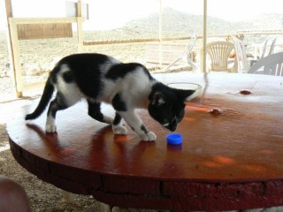 Chat