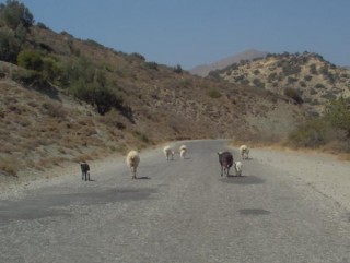 Chèvre sur notre route!!