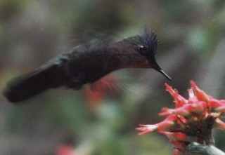 Colibri