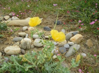 Coquelicot?