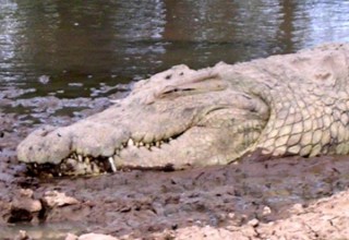 Crocodile