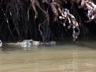 Crocodile