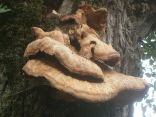 Dans les grands bois