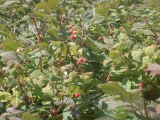 Des fruits sauvages en altitude