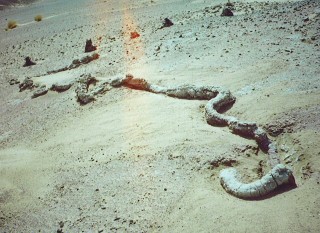 Un serpent pétrifié ?